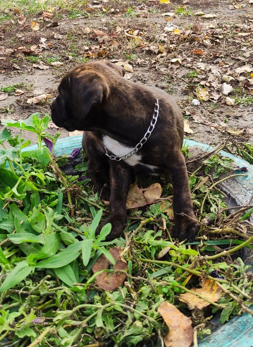 Остался один!!! Французский v/s терьер