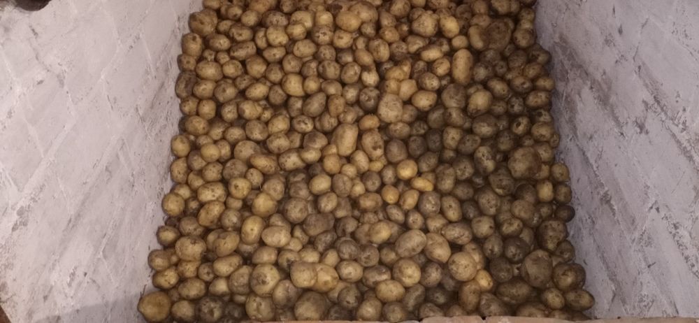 Продам картоплю велику.