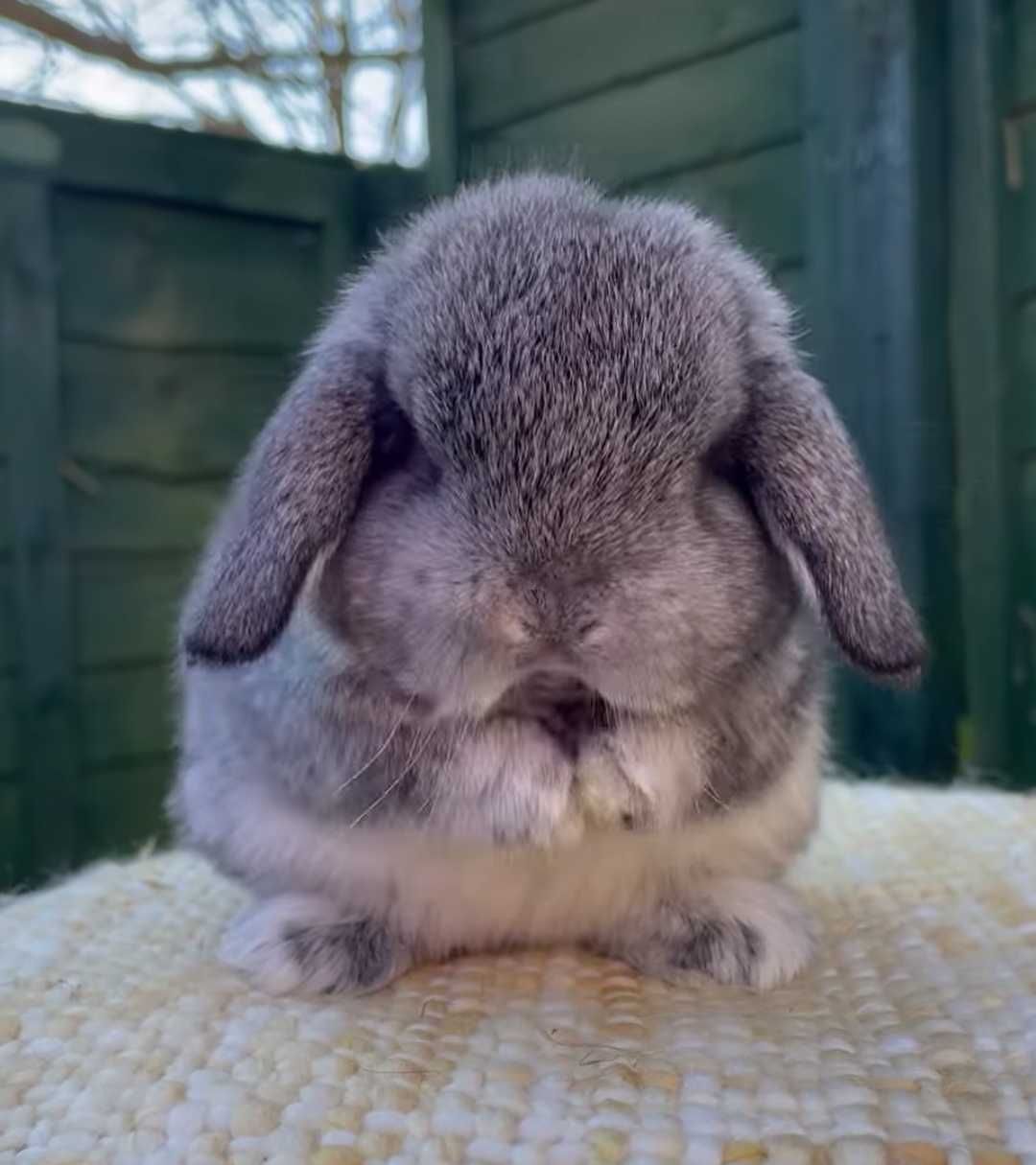 KIT Coelhos anões orelhudos, mini lop super inteligentes e dóceis