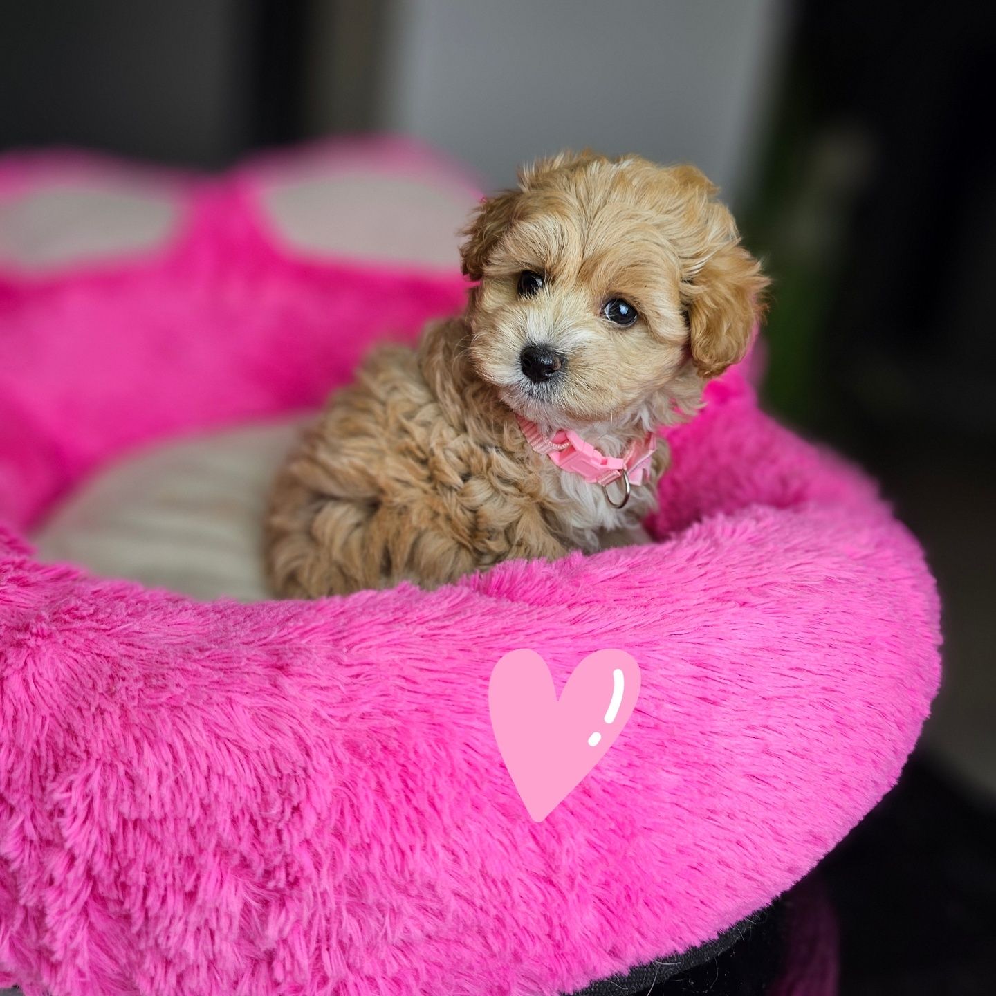 Puchata .Kuleczka Maltipoo
