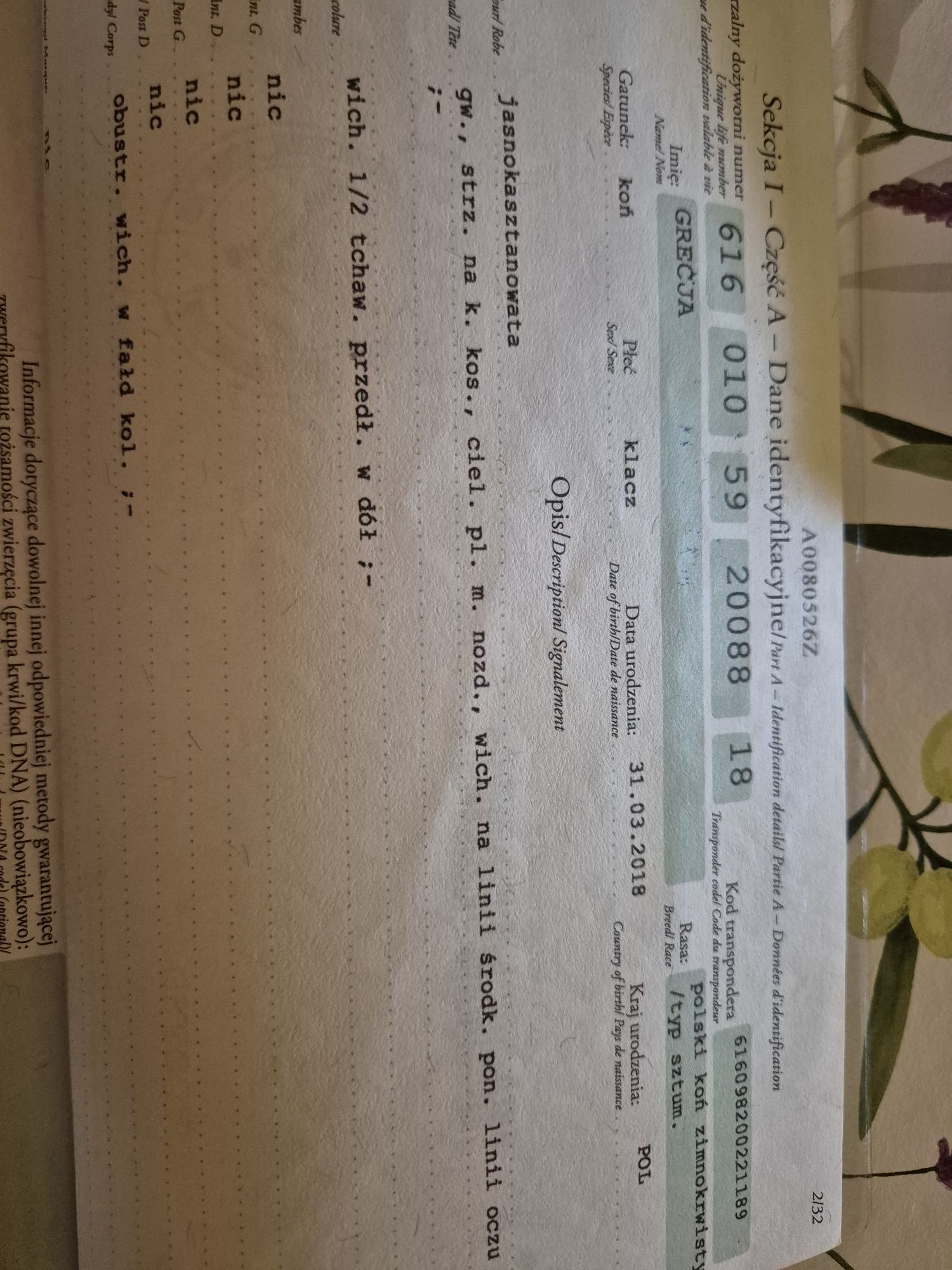 Klacz PKZ 100% sztum