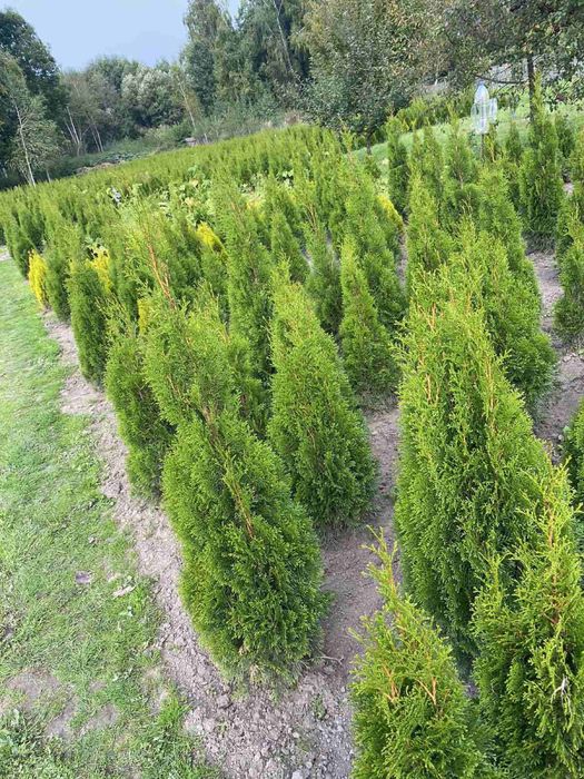 Туї Смарагд АКЦІЯ