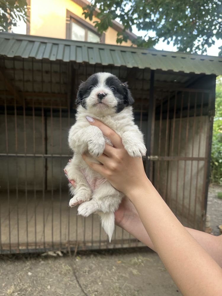 Віддам цуциків безкоштовно