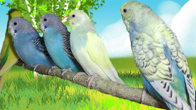 Молодежь волнистых попугаев неразлучников рисовых амадин