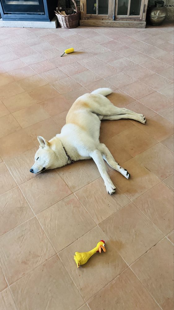 Caes Para adoção Akita Inu 3 anos