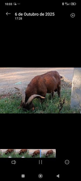 Vendo Boer Kalahari