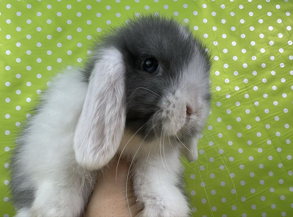 Mini lop mini lopy małe króliki miniturki