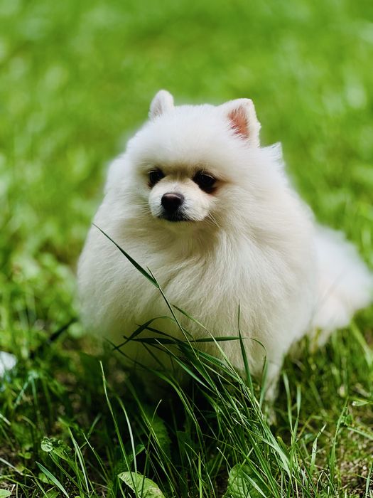 Ищу девочку Шпица для случки