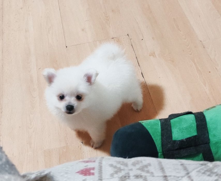 Ми  пропонує: шпіцульки у продажі