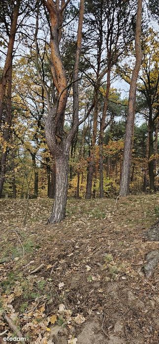 Cztery działki od 8 ar do 14 ar – Mielec ul Spokojna – otoczone lasem