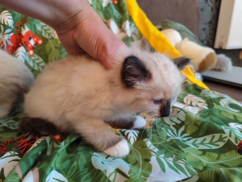 Ragdoll kocur seal point