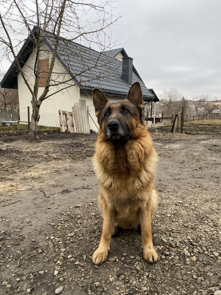 Вʼязка ( німецька вівчарка )