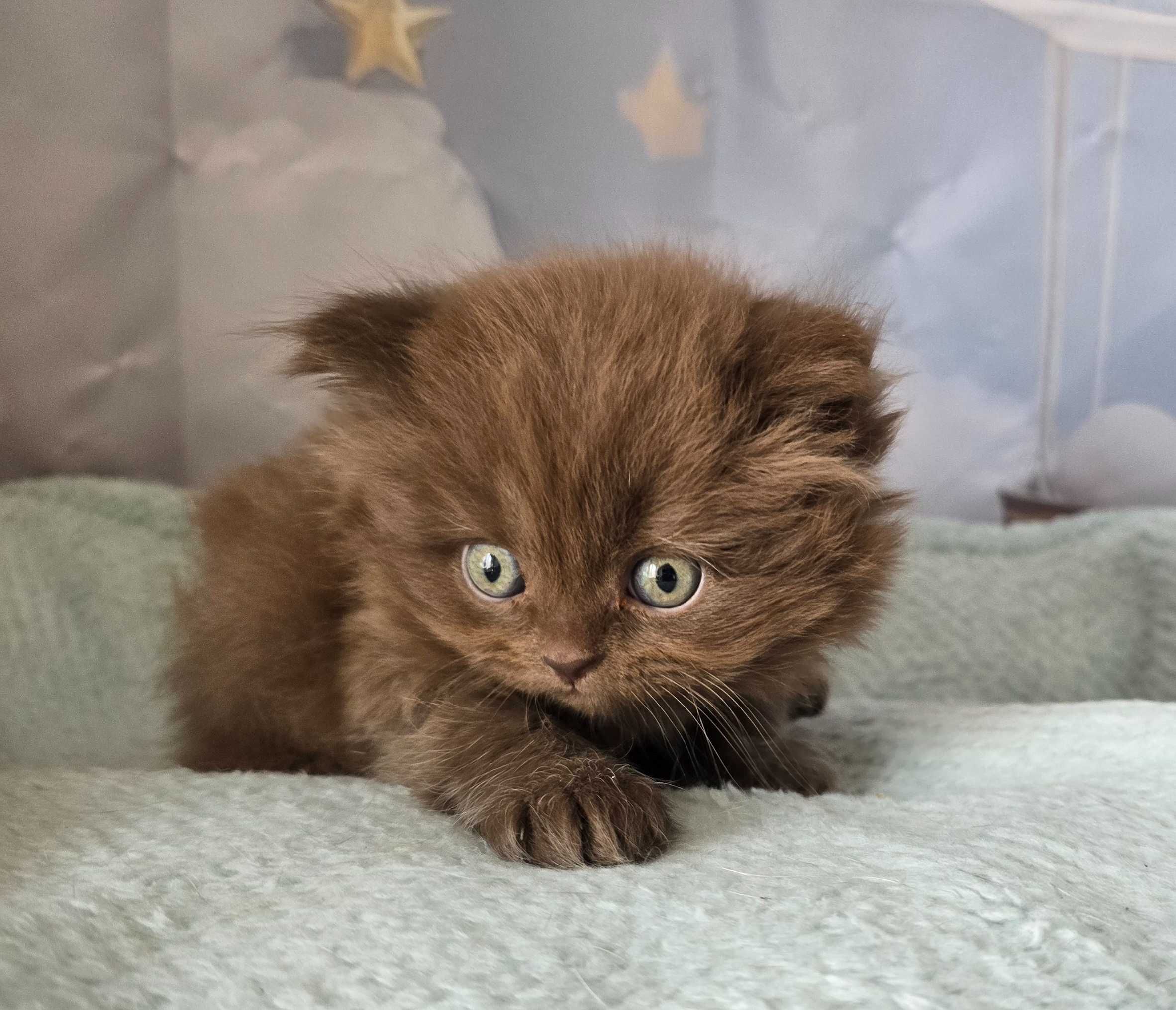 British Longhair chocolate macho com Lop