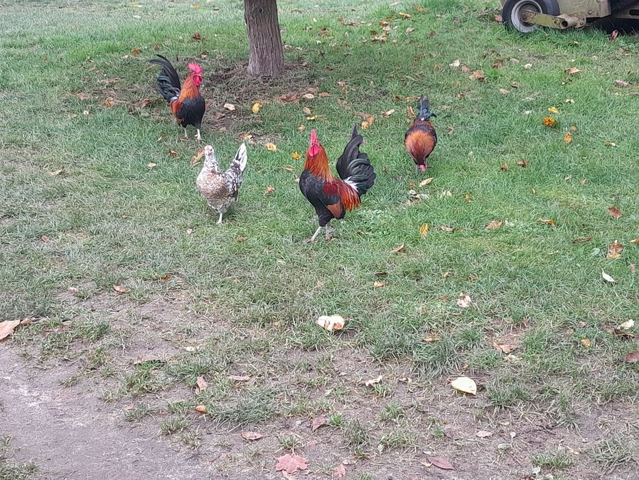 Kogut Karzełka Polskiego