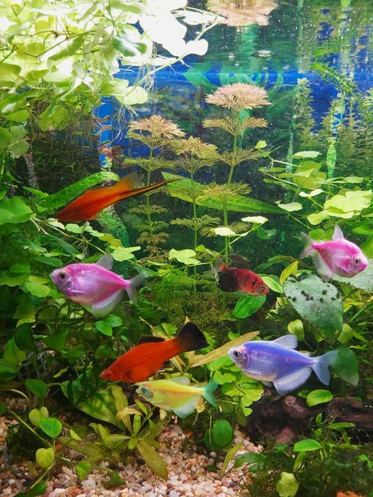 Rybki tetra kolor.