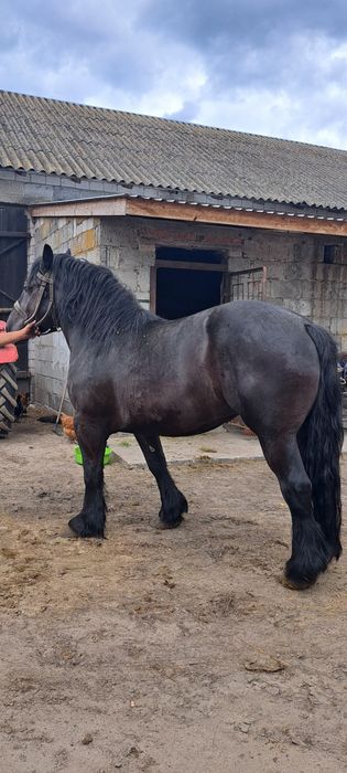 Kobyła klacz kara zimnokrwista