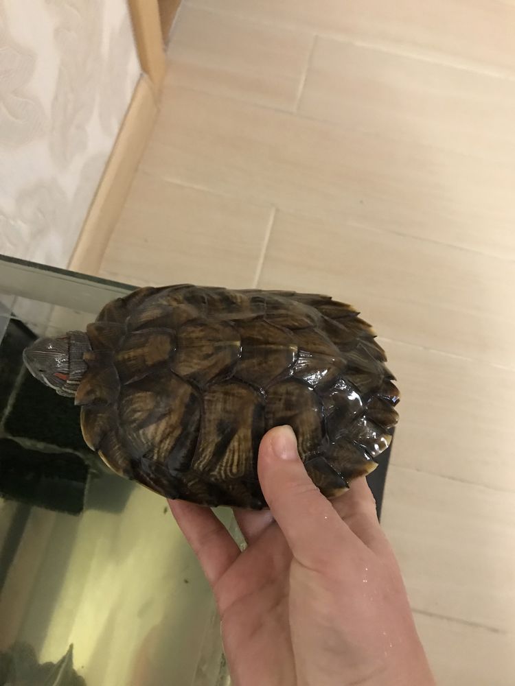 Черепаха красноухая, водяная. 15 см.