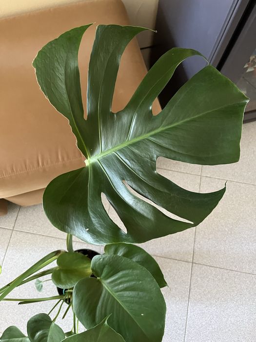 Planta Monstera Magnifique