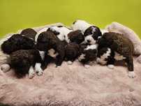 Lagotto Romagnolo FCI – brązowy piesek z miotu STRANGER, Trufflove