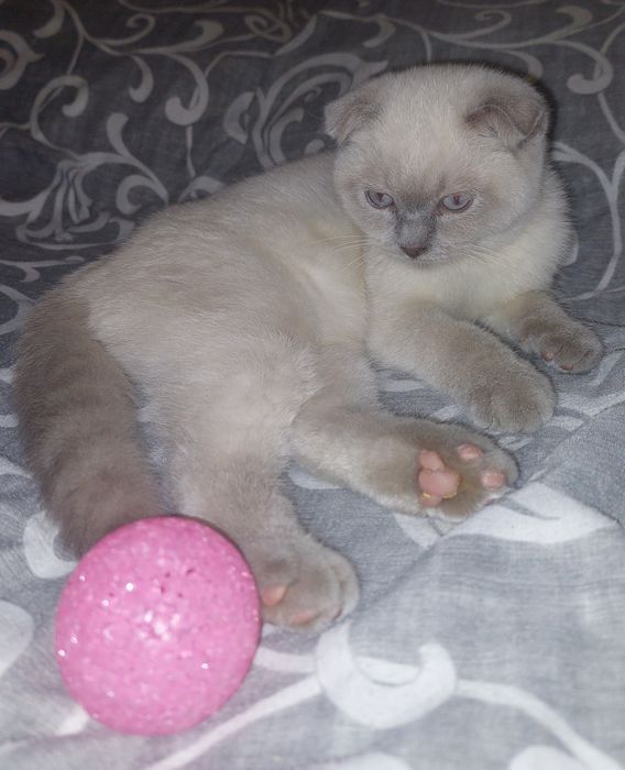 Красивая Девочка Скоттиш фолд. Харьков!