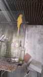 Ring Neck macho lutino 100€