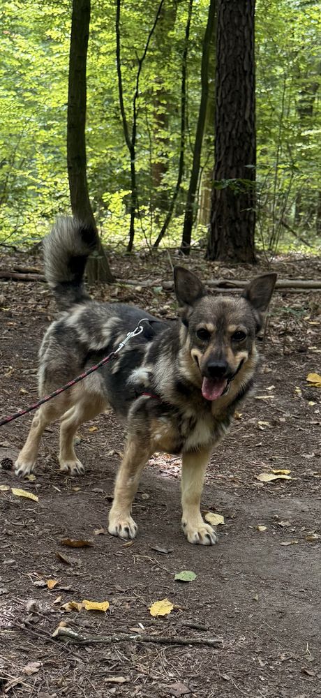 Sunia Łajka - do adopcji.