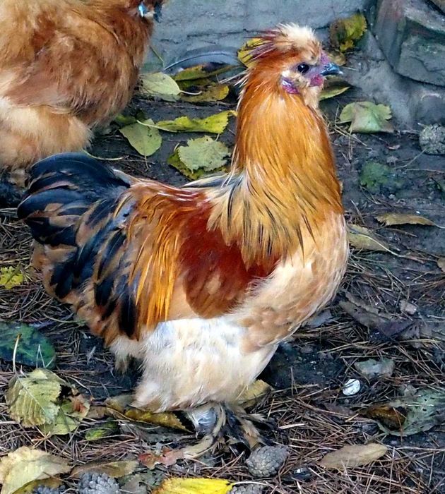 Silki Piękne Koguty