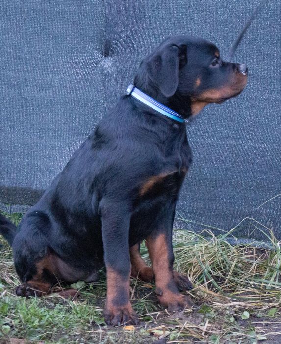 Rottweiler ZKwP/FCI - piesek 4 miesiące