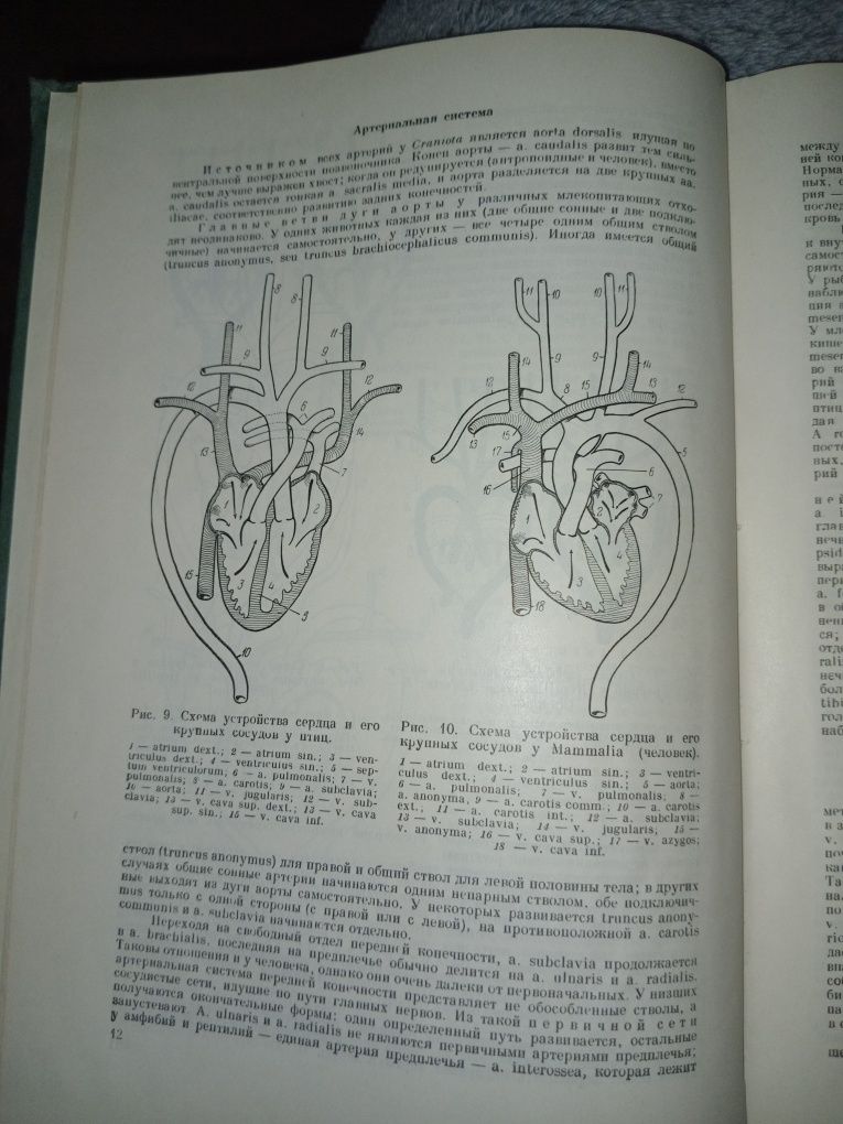 Учебник анатомии человека. В.Н.Тонков том 2 1953г.