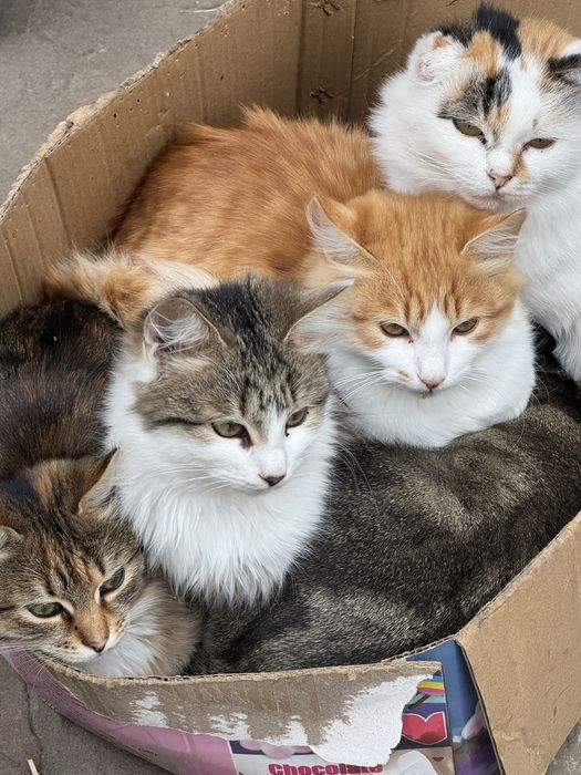 Віддамо безкоштовно в хороші, люблячі руки, красунчиків.