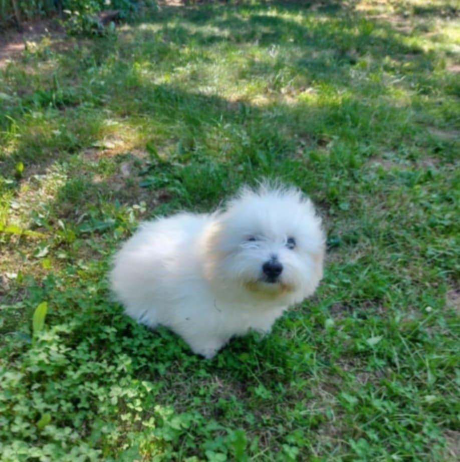 Coton de Tulear FCI (piesek)