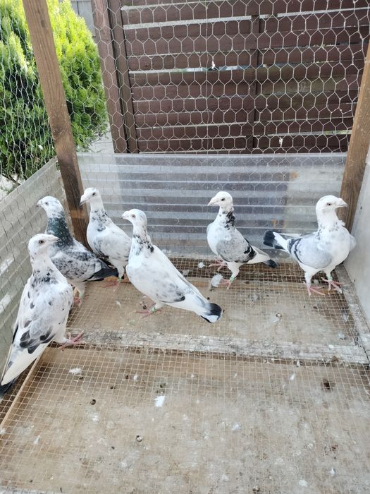 Gołębie staropolskie