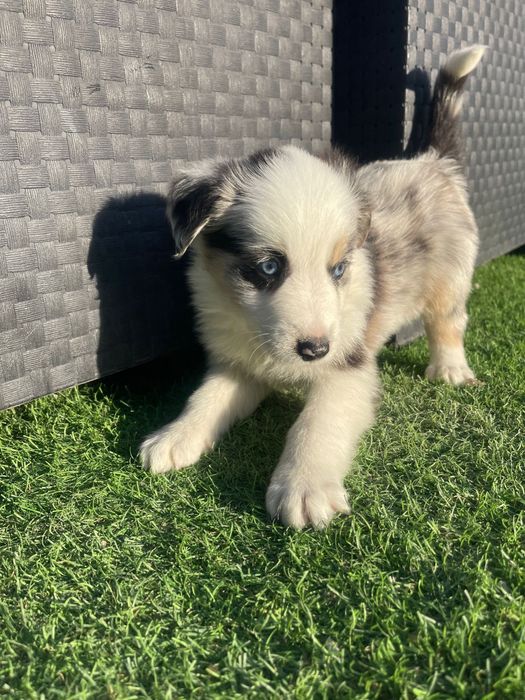 Border Collie Tri blue merle