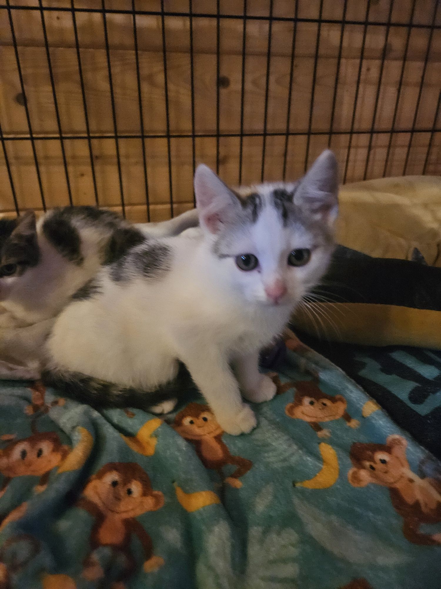 Portos kocurek kot do adopcji 11 tygodni