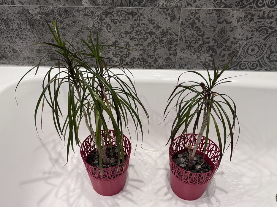 Драцены две высота 55 см и 45 см за 1100 грн