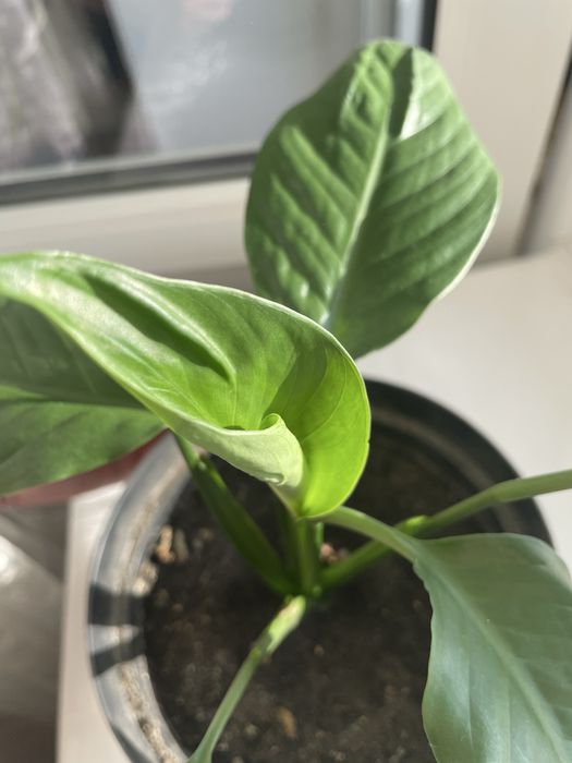 Вазон спатіфілум