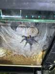Chromatopelma Cyaneopubescens Samica (Ptasznik, Chromka)
