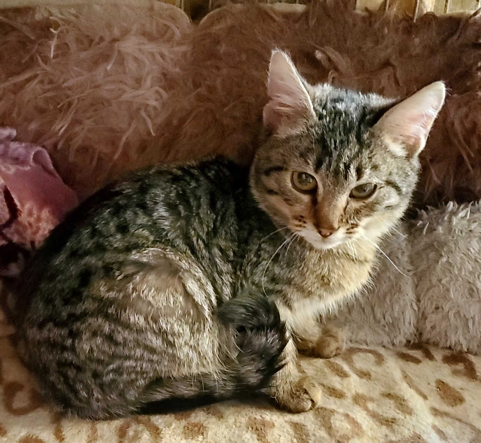 Котеночек Веня, 5 месяцев