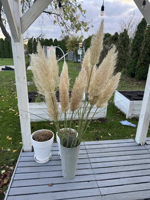 Kwiatostan / Suszka Trawa Pampasowa - Świeżo cięta - Cena za 1 szt.