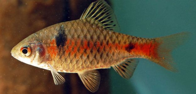 GB Brzanka Odeska