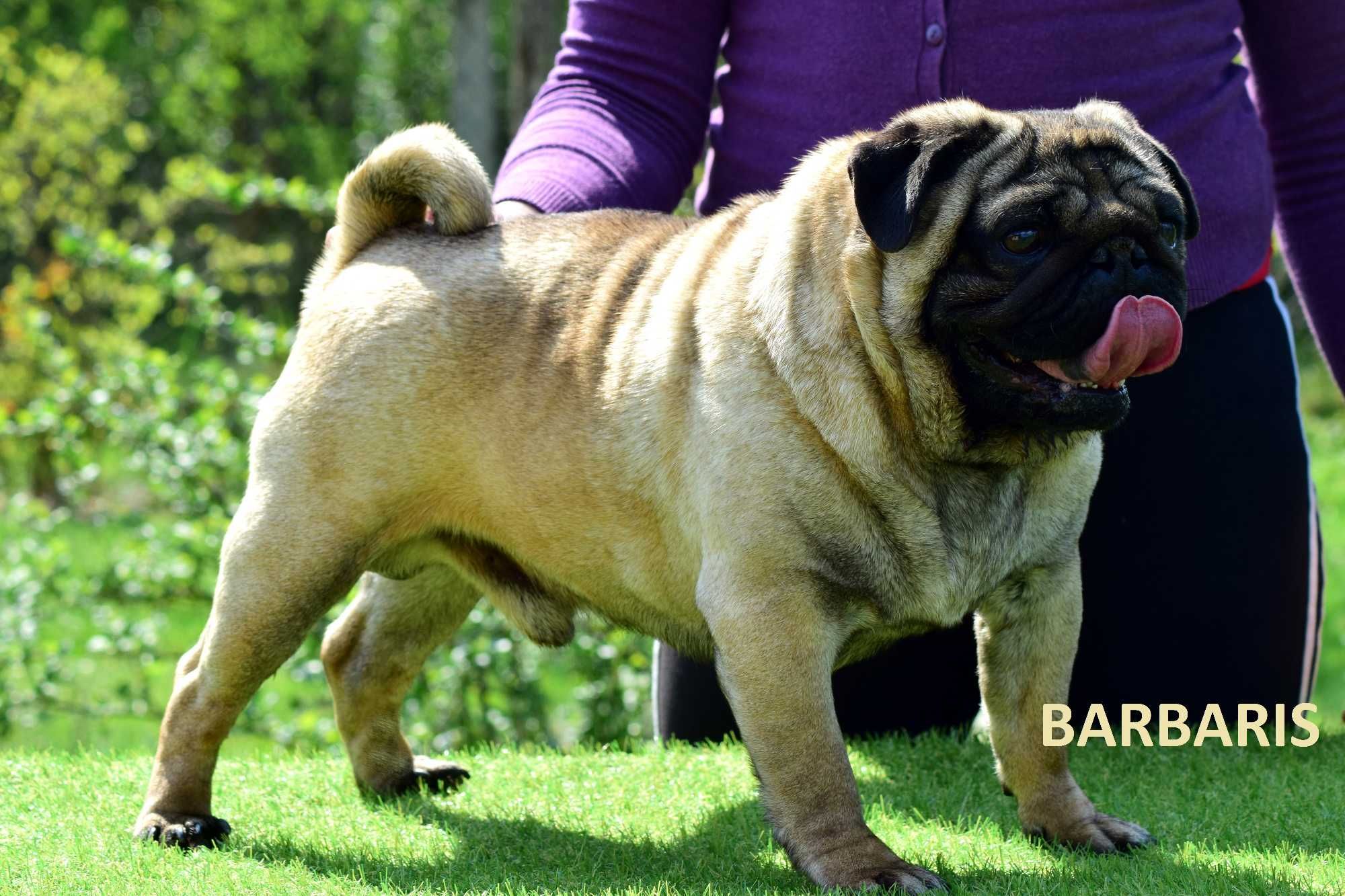 Mops mopsy Szczenię Suczka