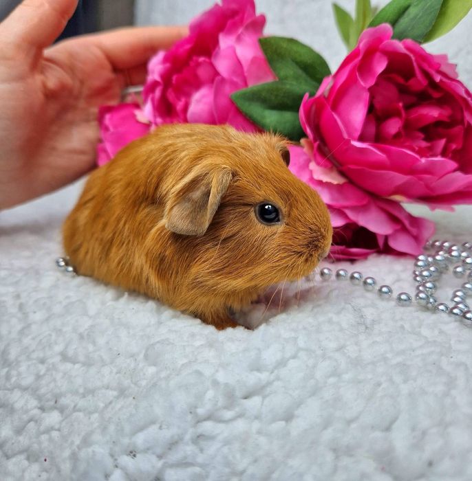 Морская свинка американская вислоухая рыжая, морские свинки