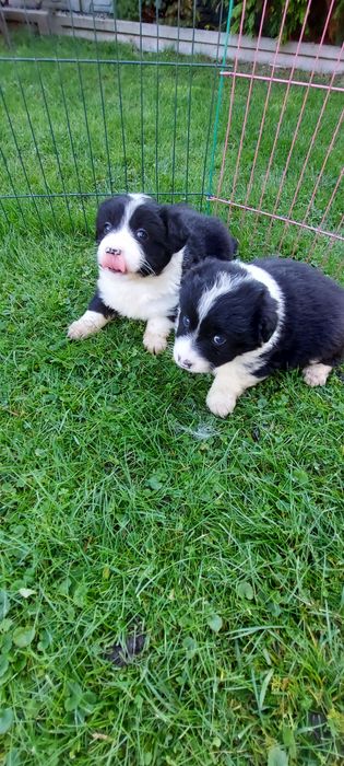 Border collie szczeniak!