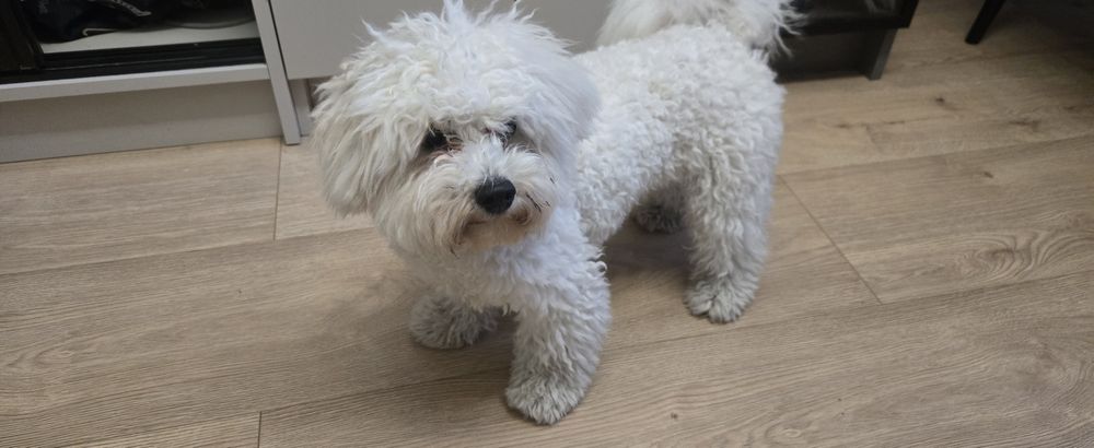 Piesek rasy bichon frise 6 miesieczny