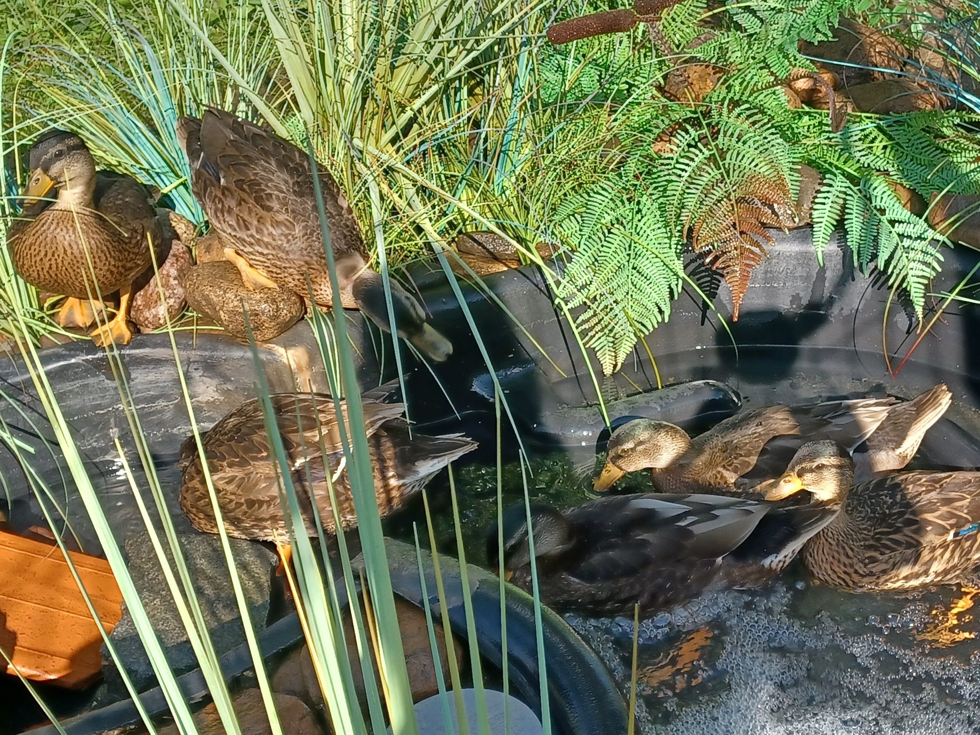 Kaczki i kaczory miniaturowe Call Duck