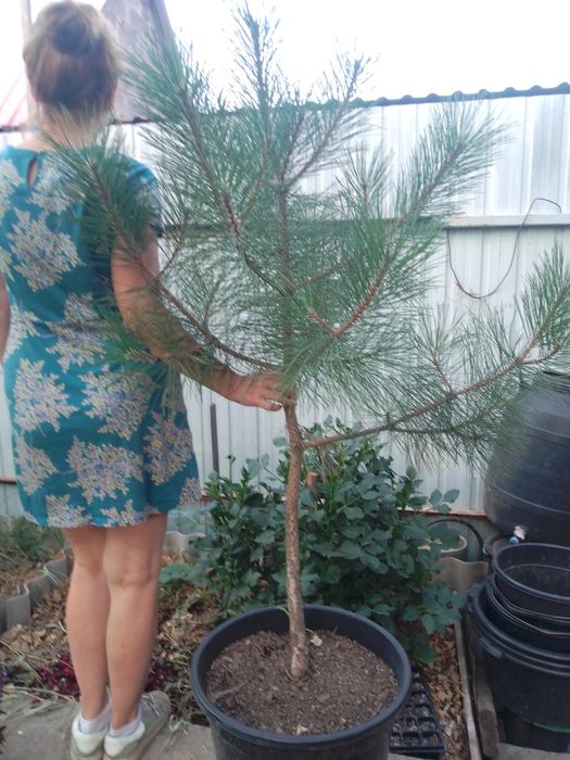 Сосна крымская в контейнере  7 лет