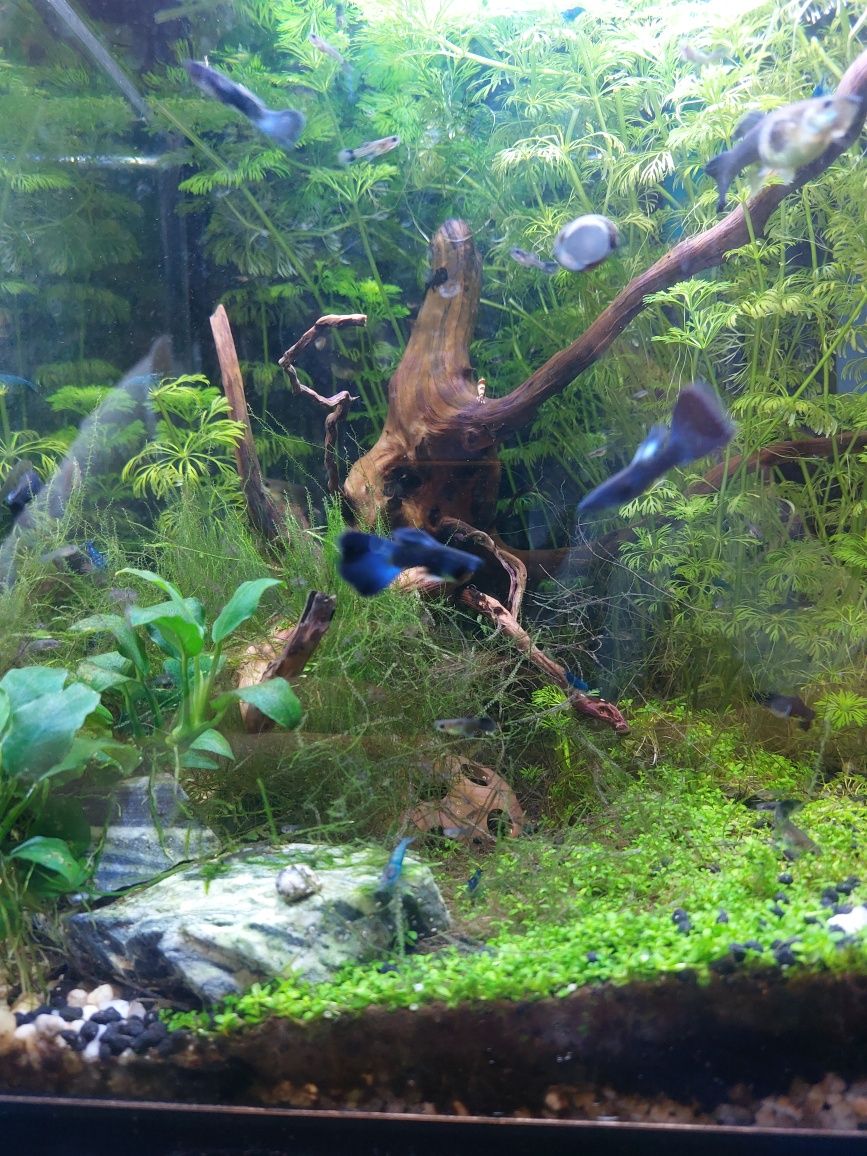 Guppys blue moskow