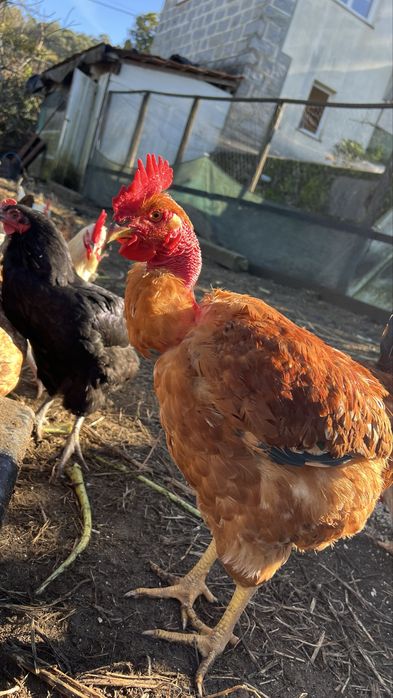Galo Pescoço Pelado