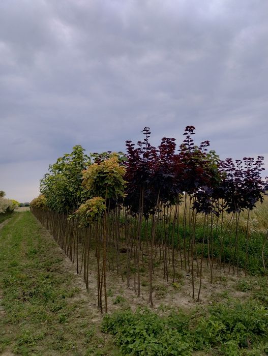 Klony z gruntu na goły korzeń