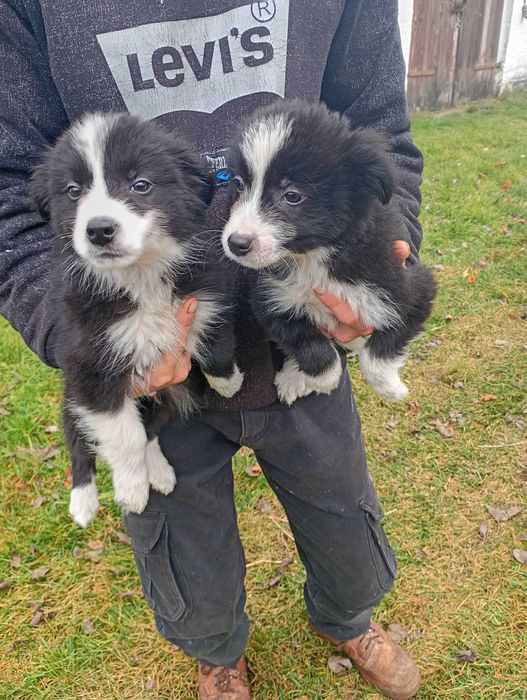 Border Collie śliczny szczeniaczek